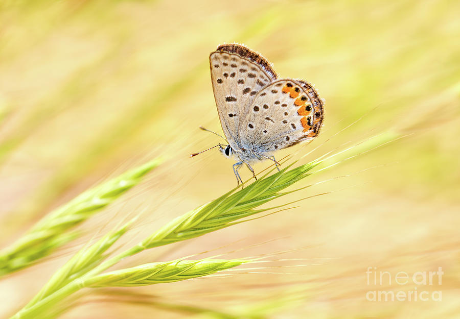 Dainty Butterfly  Photograph by Mimi Ditchie