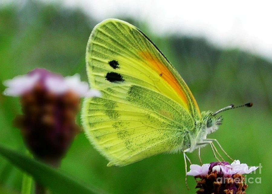 Dainty Butterfly Photograph by Robert Wilder Jr