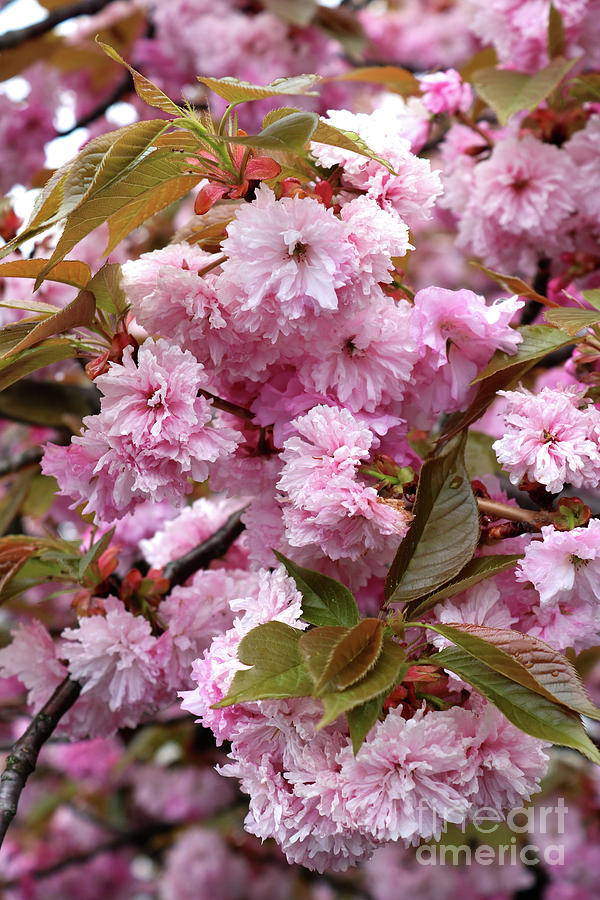 Dainty Cherry Tree Blossoms Photograph by Carol Groenen - Fine Art America