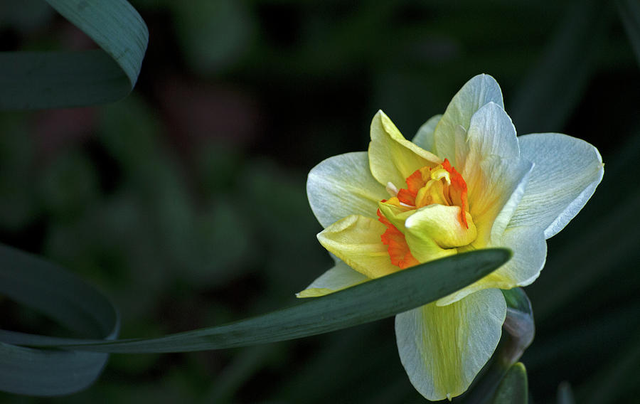 Dainty Daffodil Photograph by Elsa Santoro