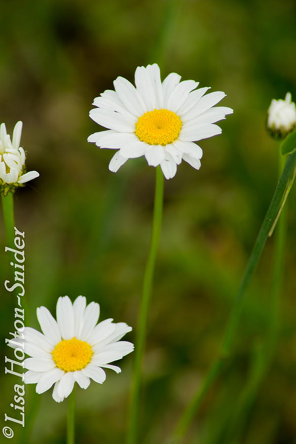 https://images.fineartamerica.com/images/artworkimages/mediumlarge/1/dainty-daisies-lisa-holton-snider.jpg
