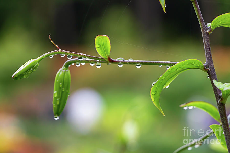 Dainty Dew Drops Photograph by Elizabeth Dow