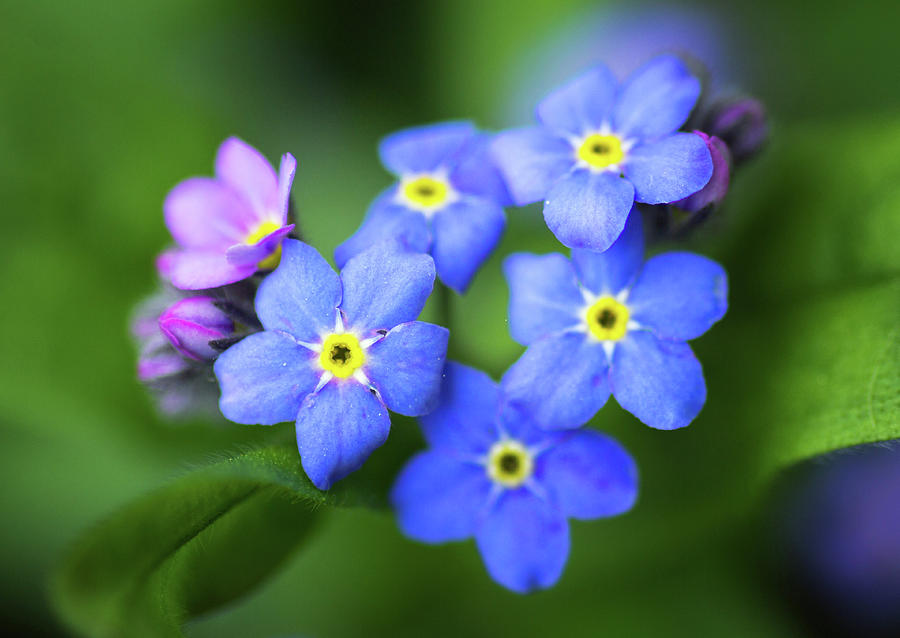 Dainty Forget-me-nots Photograph by Carolyn Derstine