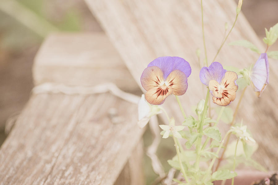 Dainty Pansies Photograph by Bonnie Bruno