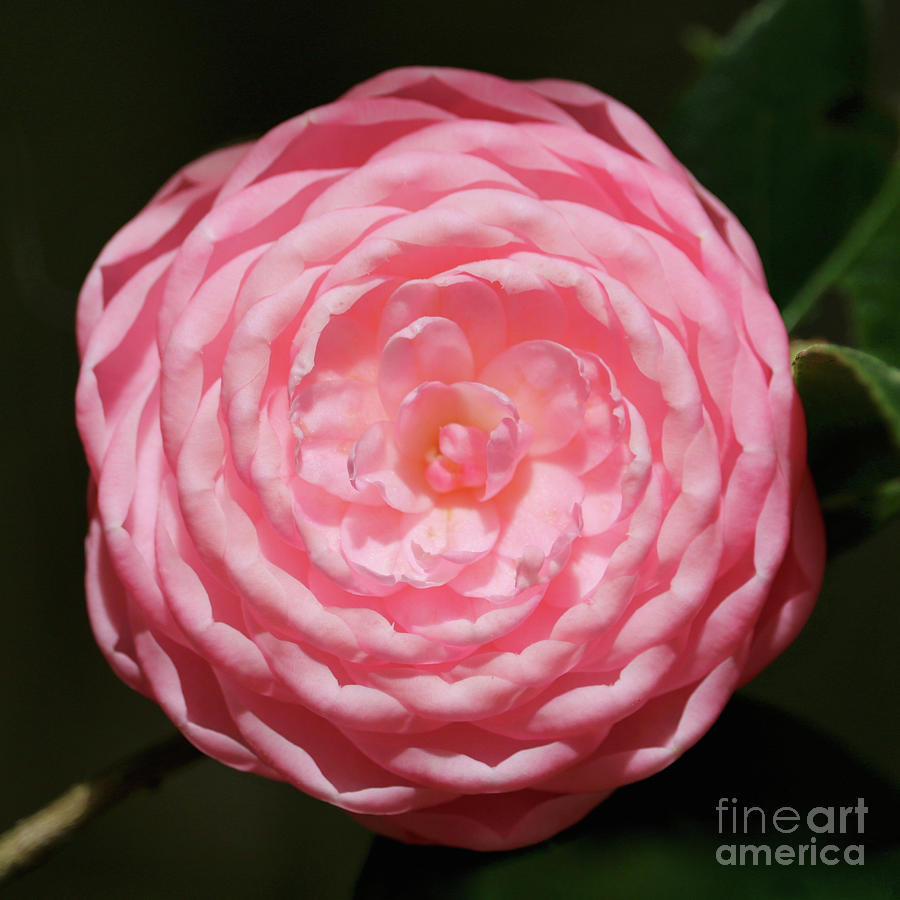 Spring Photograph - Dainty Pink Camellia by Carol Groenen