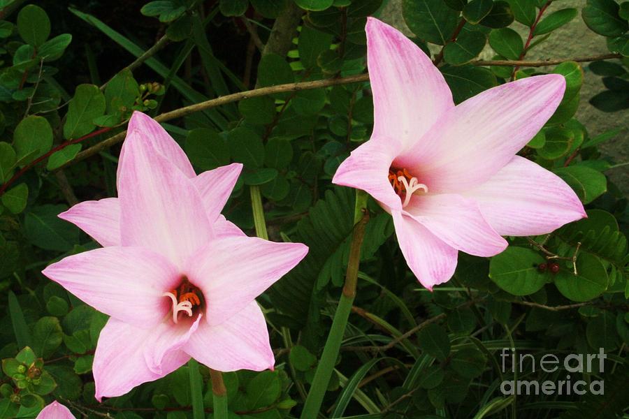 Lily Photograph - Dainty Pink Lilys by Maria Young