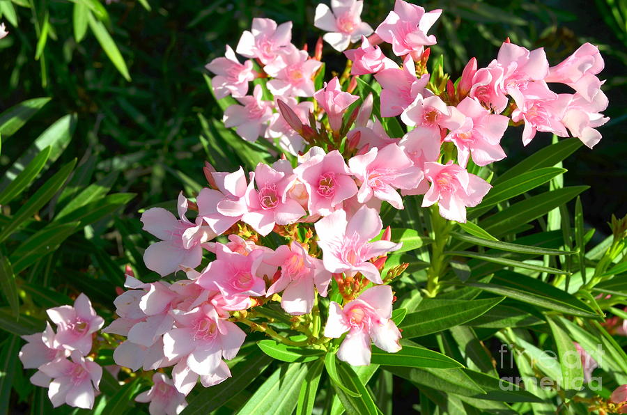 Dainty Pink Oleander Photograph