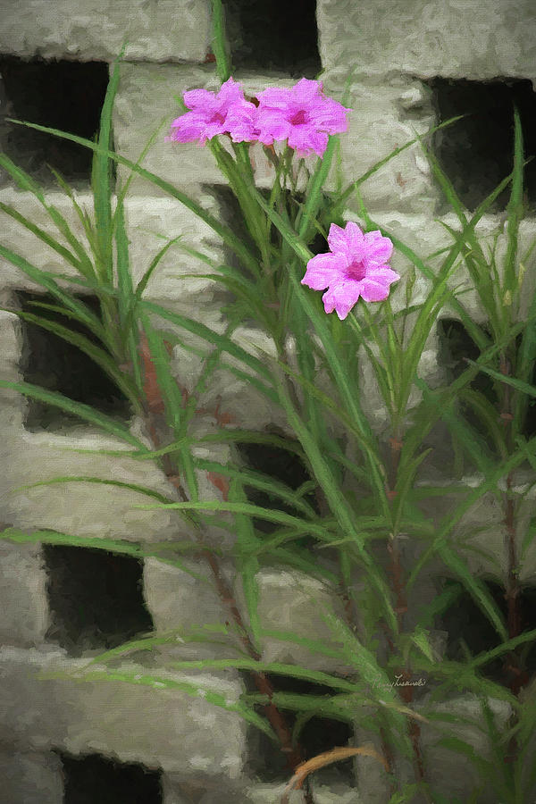 Dainty Pink Photograph