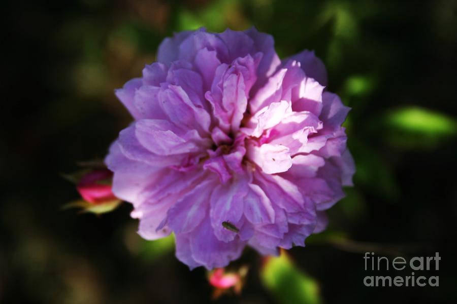 Nature Photograph - Dainty rose by Maria Young