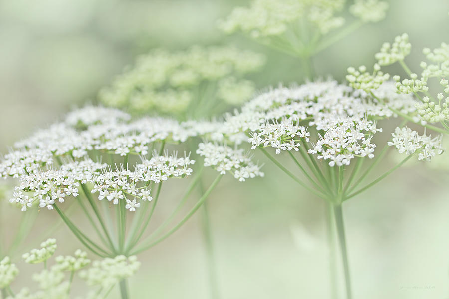 Spring Photograph - Dainty White Flowers Green by Jennie Marie Schell