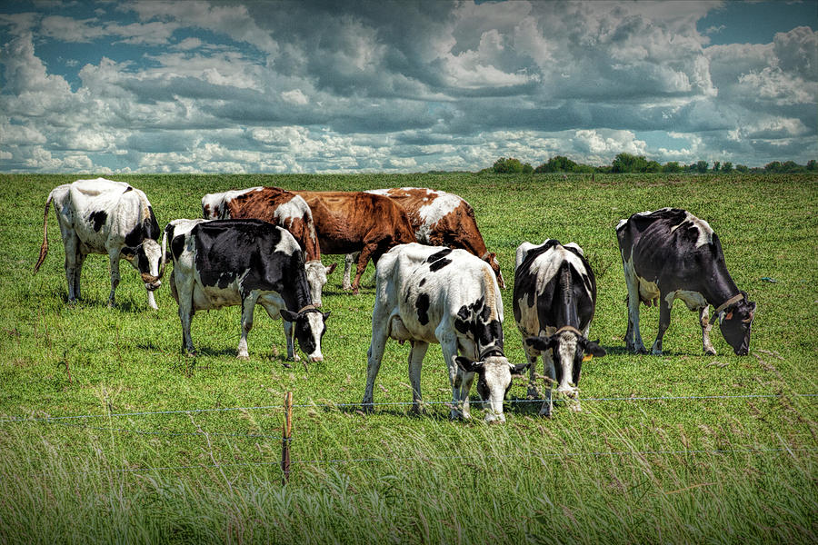 Dairy Cattle Grazing in a Pasture in West Michigan Photograph by Randall Nyhof