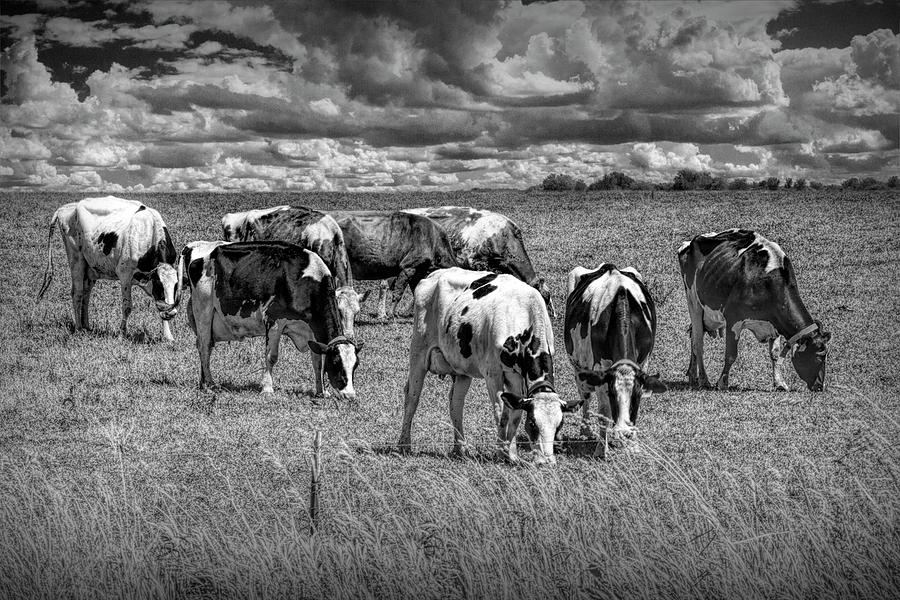 Dairy Cattle Pasture Grazing in Black and White Photograph by Randall Nyhof