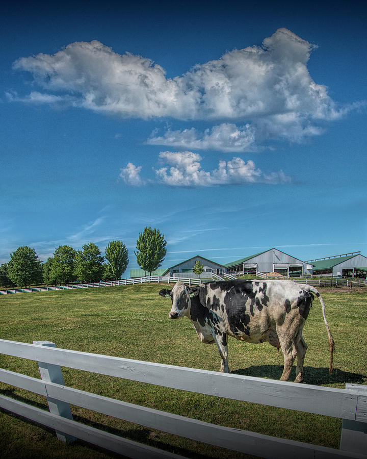Dairy Cow in a Pasture in West Michigan Photograph by Randall Nyhof