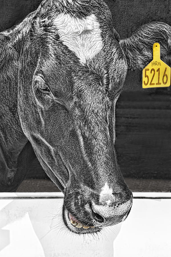 Dairy Cow Number 5216 Photograph by Mitch Spence