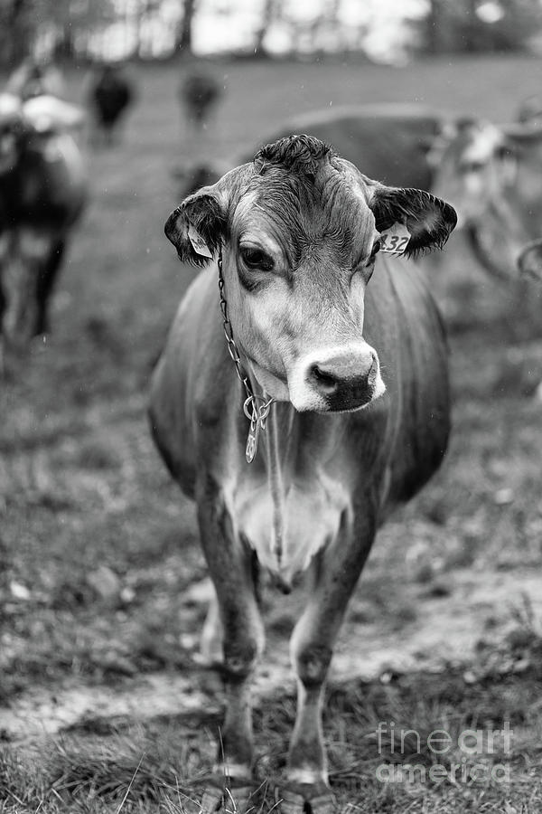 Dairy Cow on a farm in Stowe Vermont Photograph by Edward Fielding