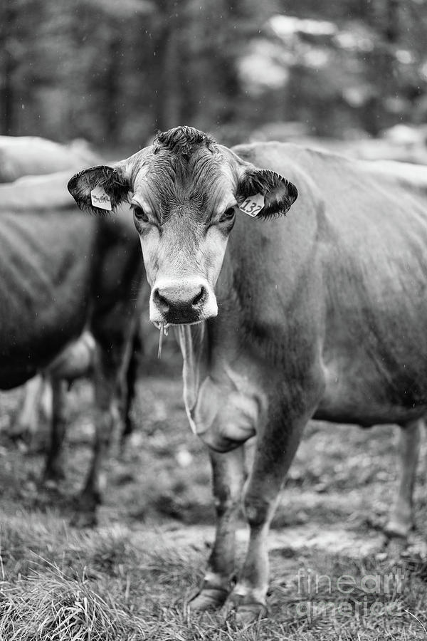 Cow Photograph - Dairy Cow on a Farm Stowe Vermont Black and White by Edward Fielding