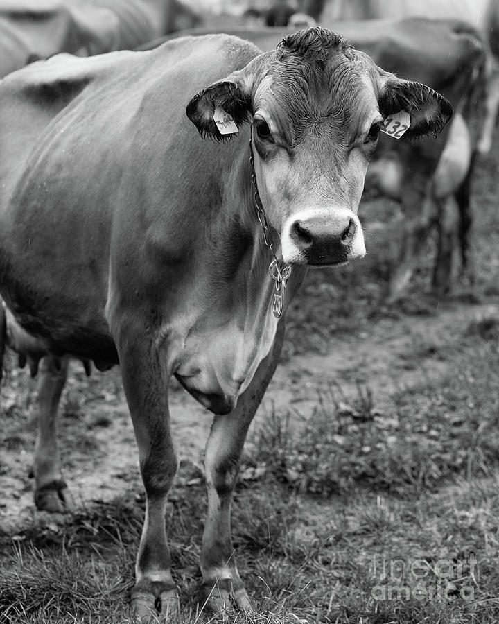 Dairy Cow Stowe Vermont Black and White Photograph by Edward Fielding