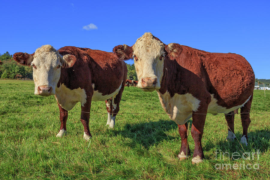 Cattle Andover New Hampshire Photograph by Edward Fielding