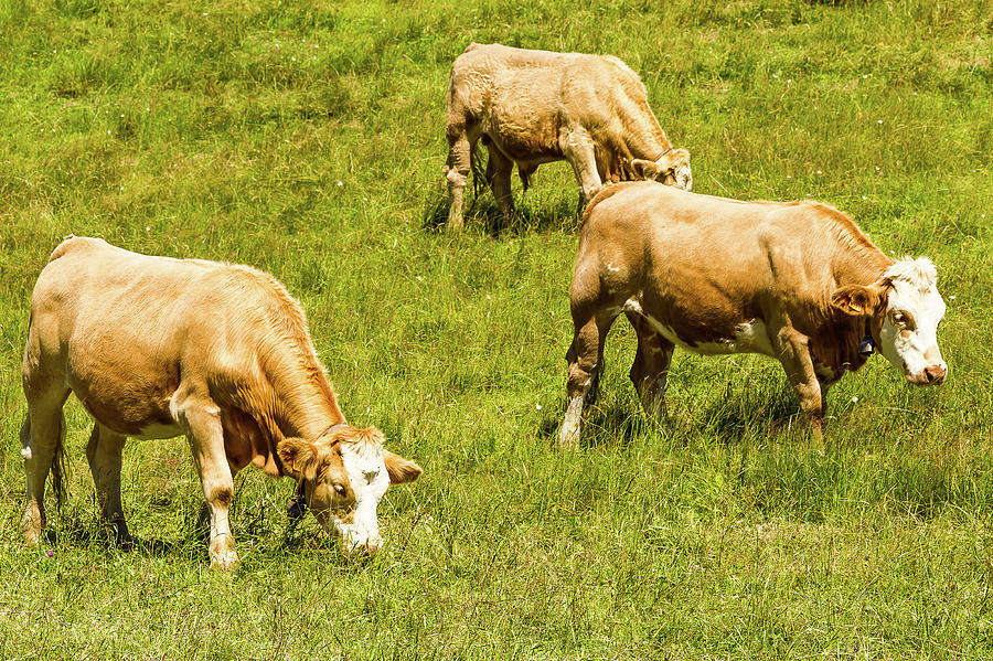 Dairy cows in Jura mountains - 2 - France Photograph by Paul MAURICE