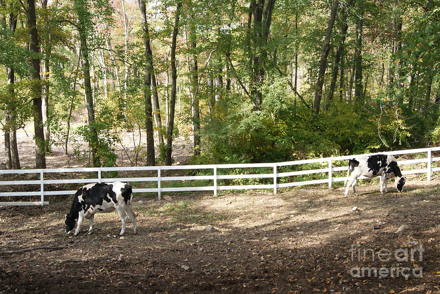 Dairy Cows Photograph by Margie Avellino