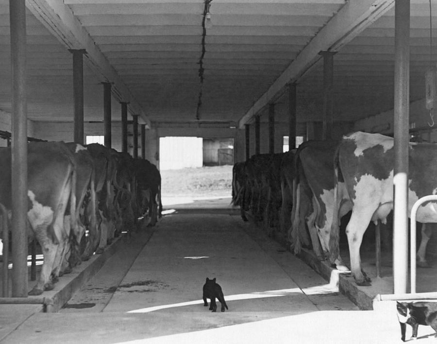 Animal Photograph - Dairy Farming Barn Scene by Underwood Archives