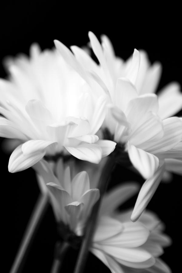 Daises in Black and White Photograph by Ayesha  Lakes