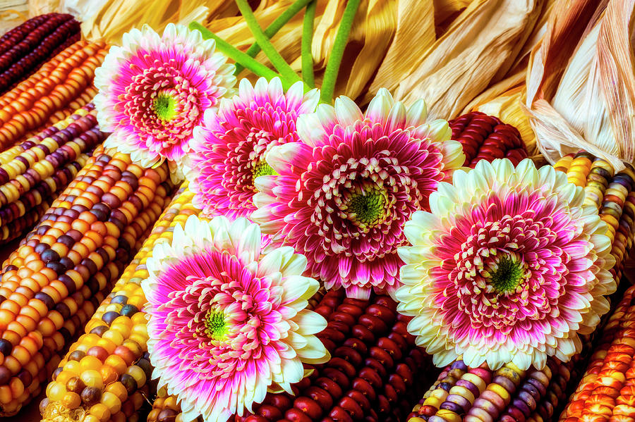 Fall Photograph - Daises On Indian Corn by Garry Gay