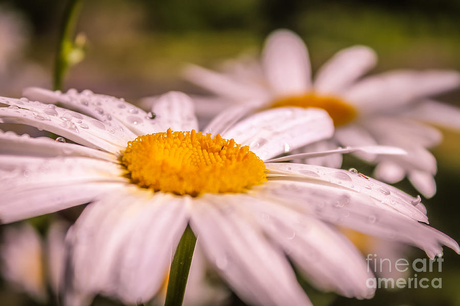 Daisies 2 Photograph by Claudia M Photography