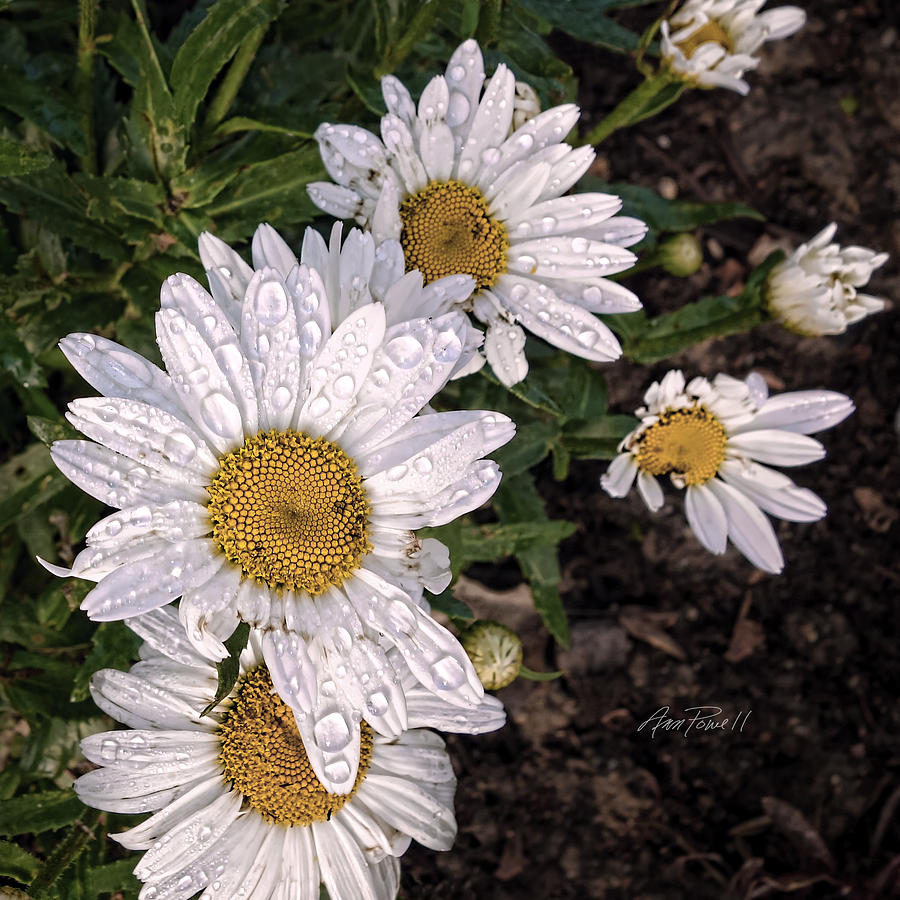 Daisies After The Rain - flower photography Photograph by Ann Powell