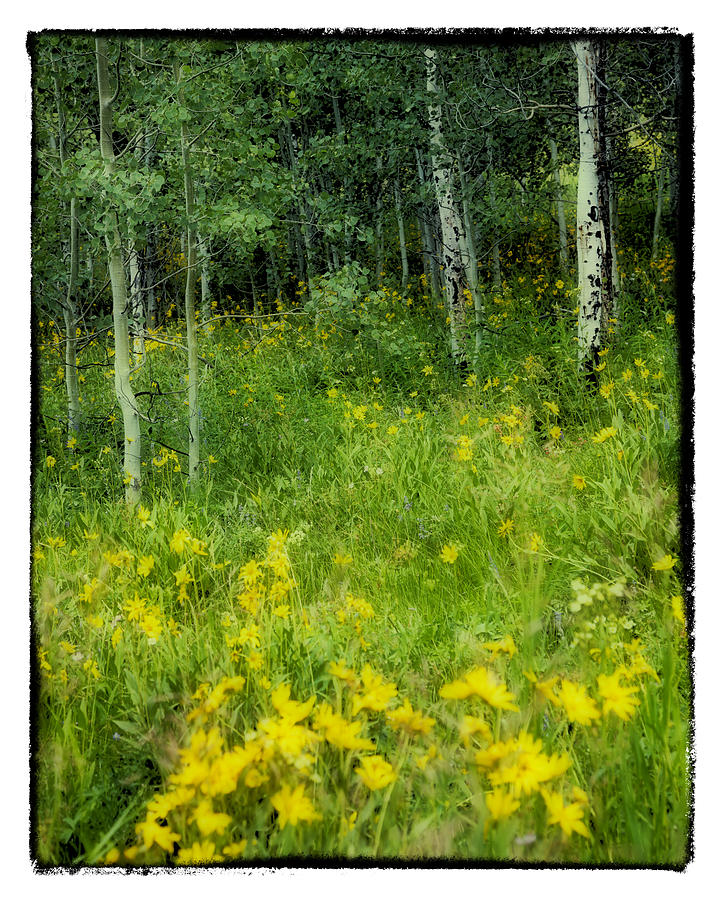 Daisies and Aspen Photograph by Hugh Smith