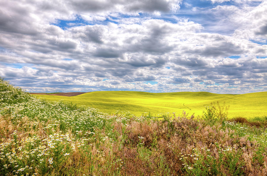 Daisies and Canola Photograph by David Patterson