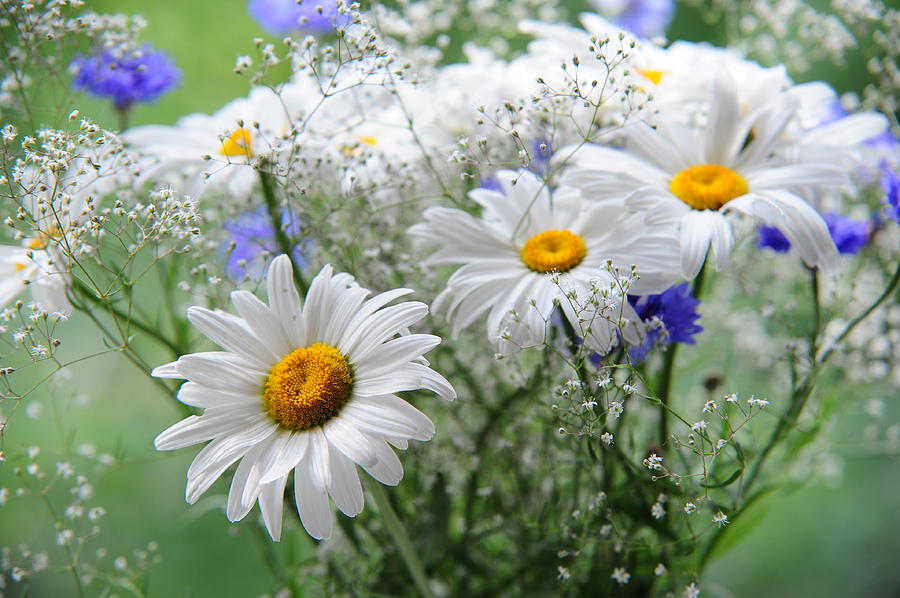 Daisies and Cornflowers Bouquet Photograph by Jenny Rainbow