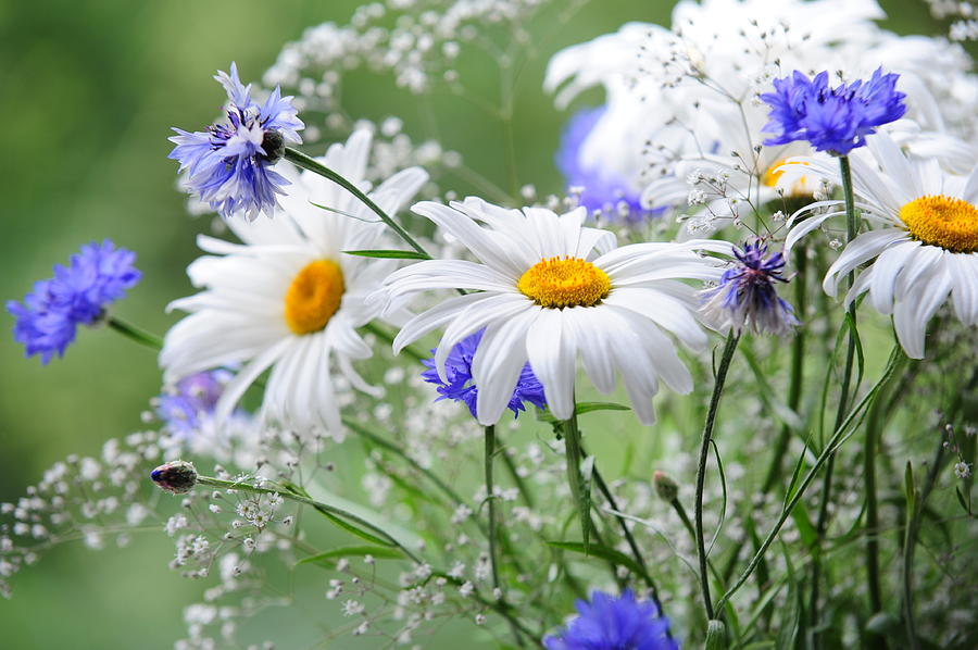 Daisies and Cornflowers Photograph by Jenny Rainbow