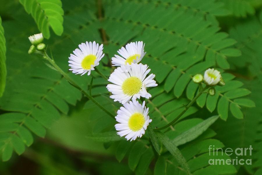 Daisies And Ferns Photograph