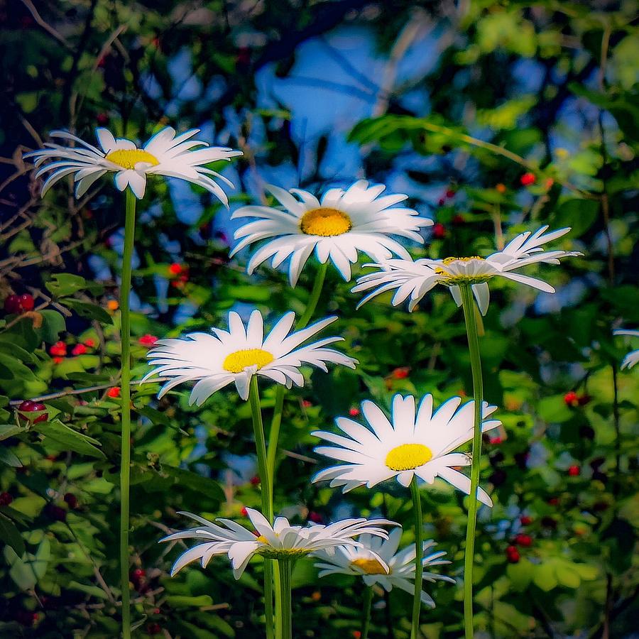 Daisies and Friends Photograph by Kendall McKernon