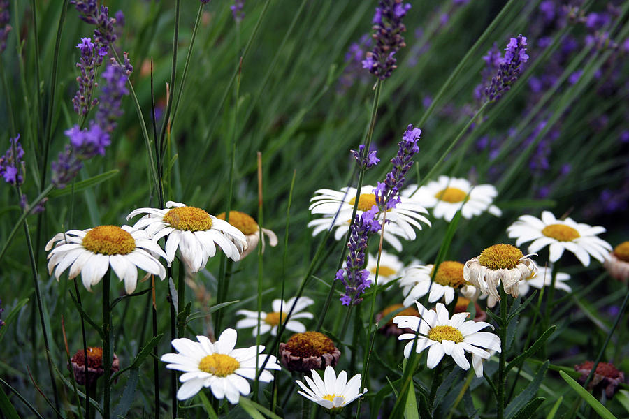 Daisies and Lavender 1634 H_2 Photograph by Steven Ward