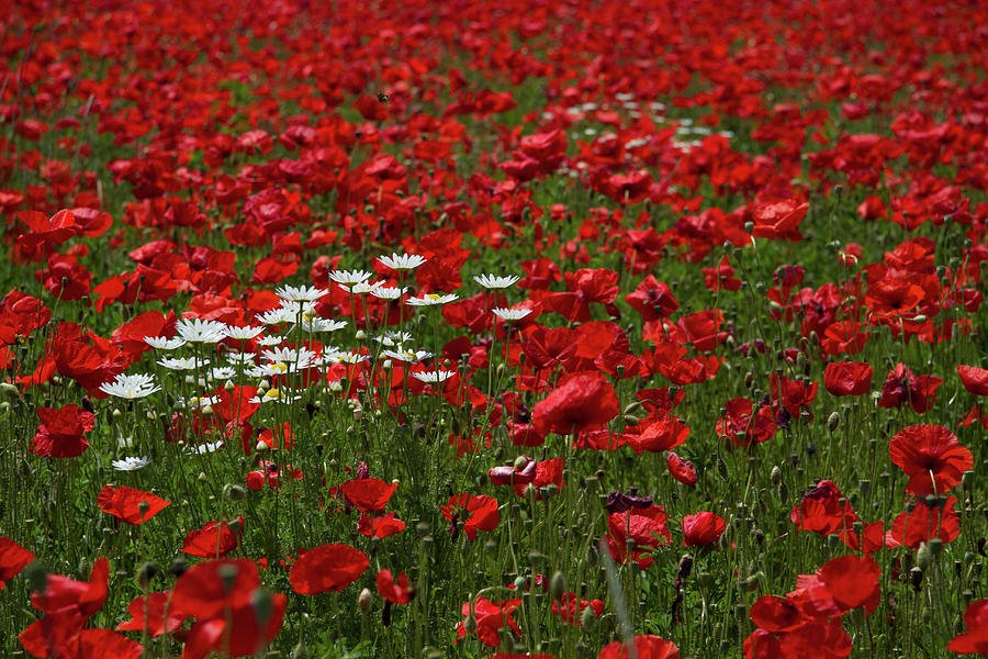 Daisies and Poppies Photograph by Roger Mullenhour