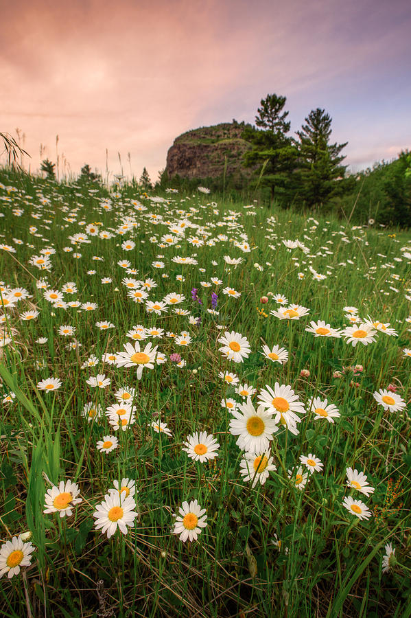 Daisies at Mt McKay Photograph by Jakub Sisak