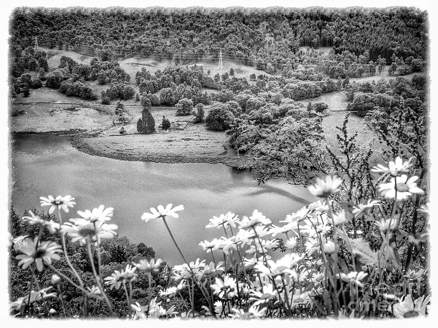 Daisies at Queens View in Greyscale Photograph by Joan-Violet Stretch