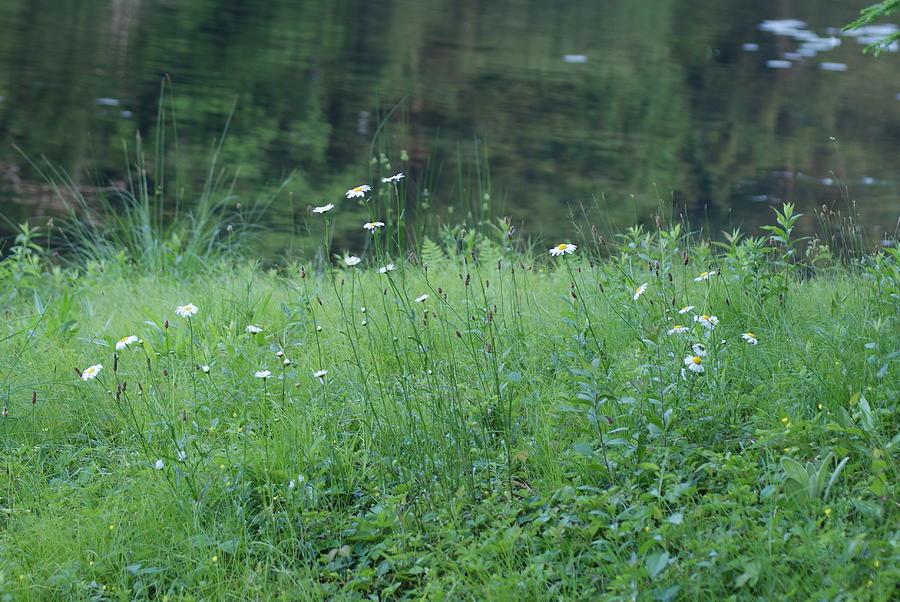 Daisies at the Rivers Edge Photograph by Margie Avellino