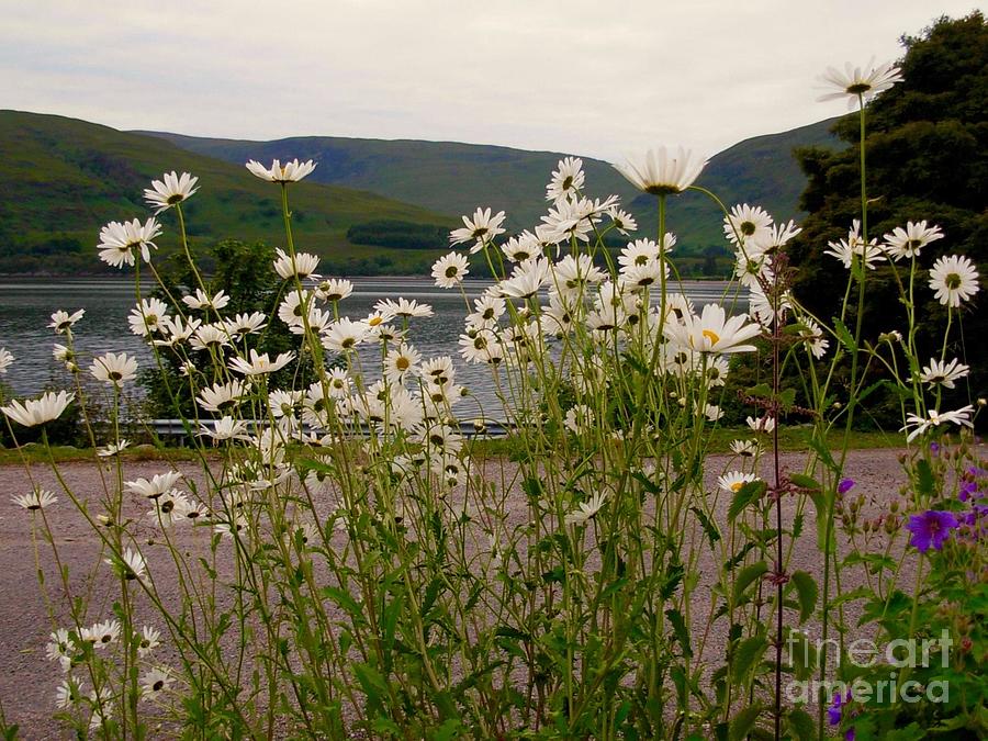 Daisies at The Roadside at Loch Linnhe Photograph by Joan-Violet Stretch