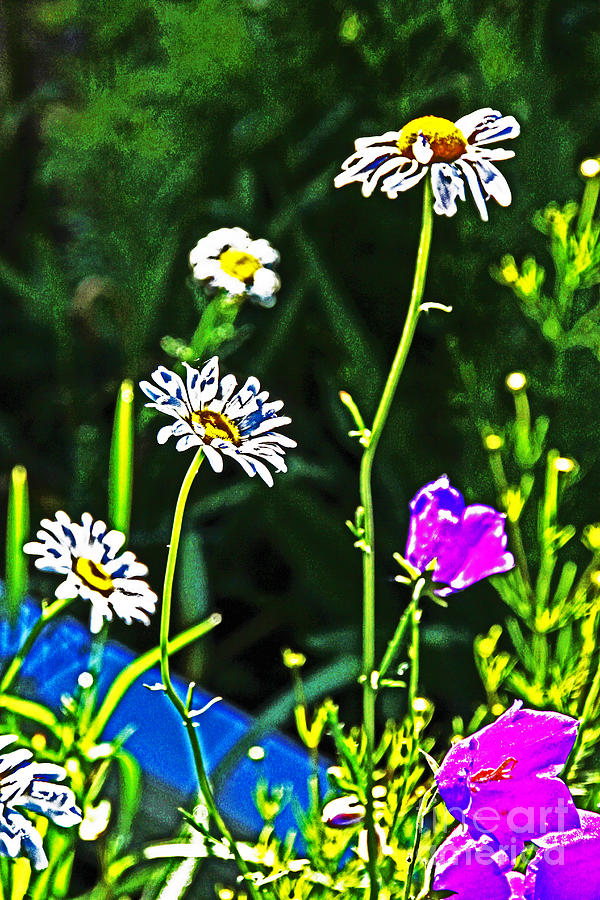 Daisies Bell Flowers Abstract? 2 Photograph by David Frederick
