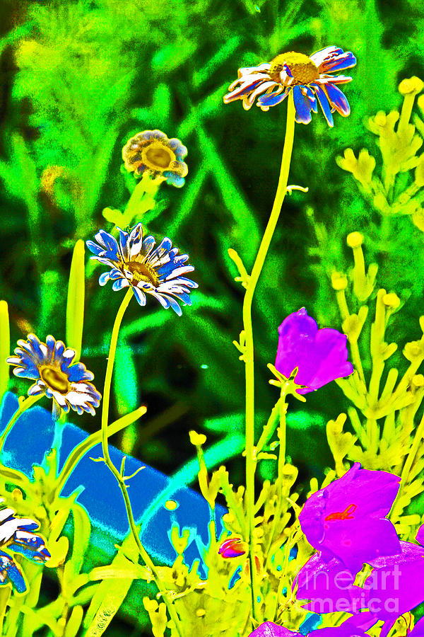 Daisies Bell Flowers Abstract? Photograph by David Frederick