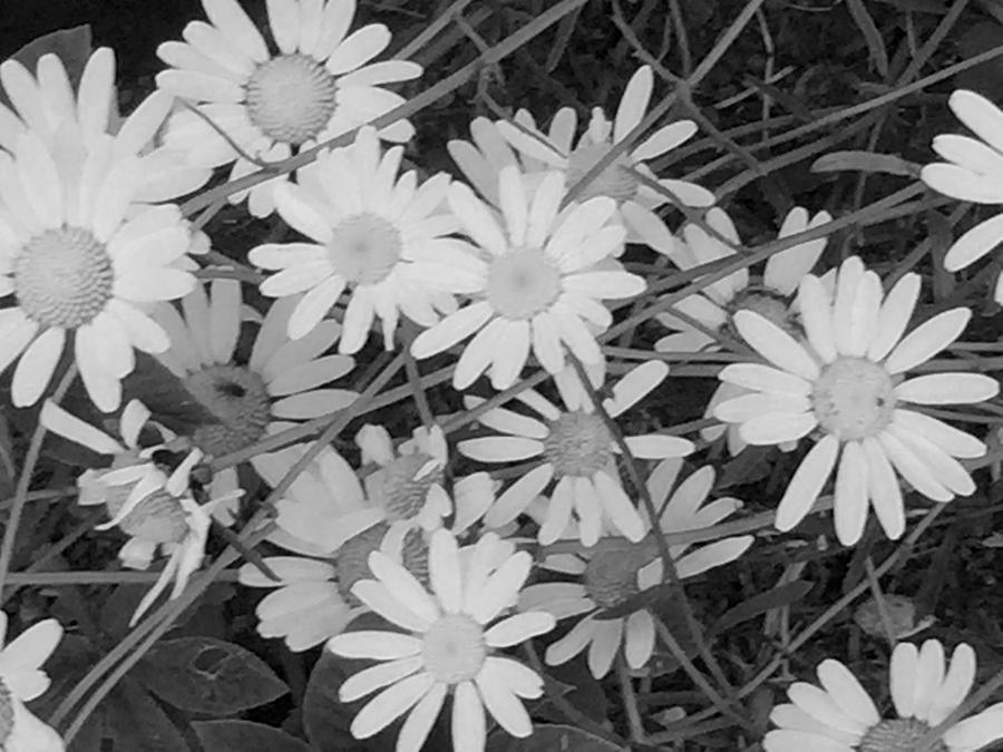 Daisies Black and White Photograph by Christine Lathrop