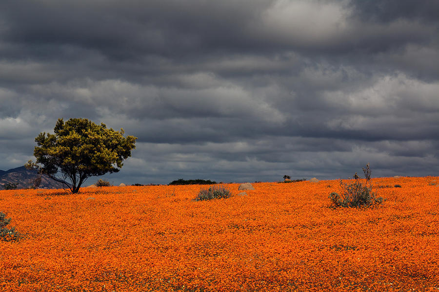 Daisies blooming in Namaqualand 1 Photograph by Claudio Maioli