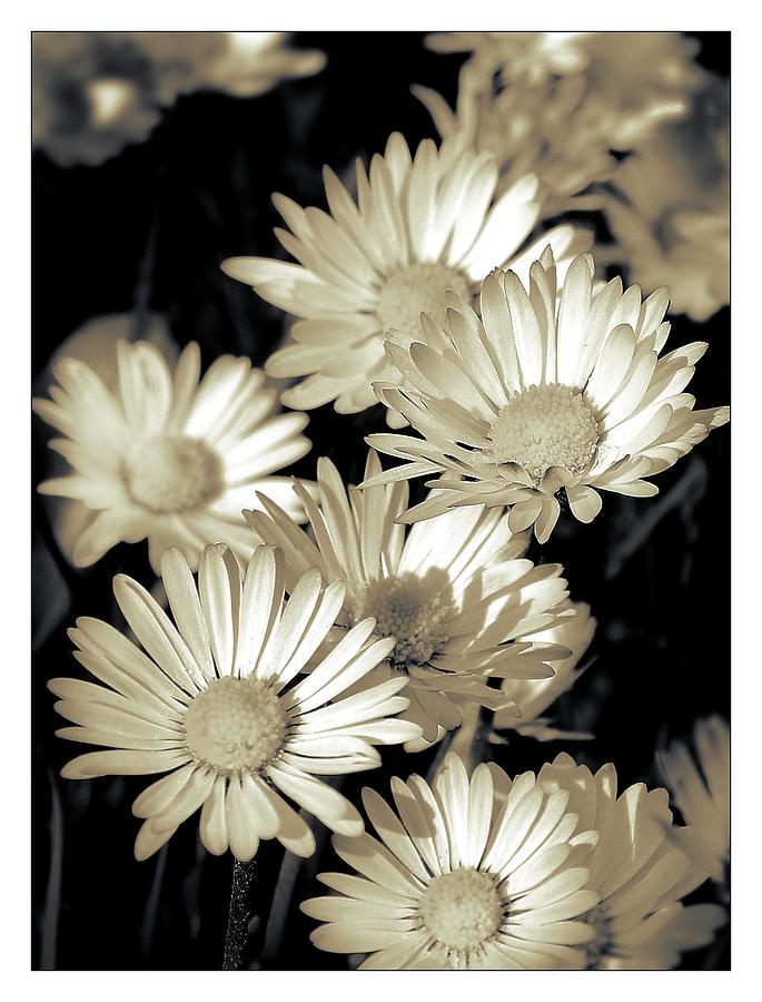 Flower Photograph - Daisies BW by Slawek Aniol