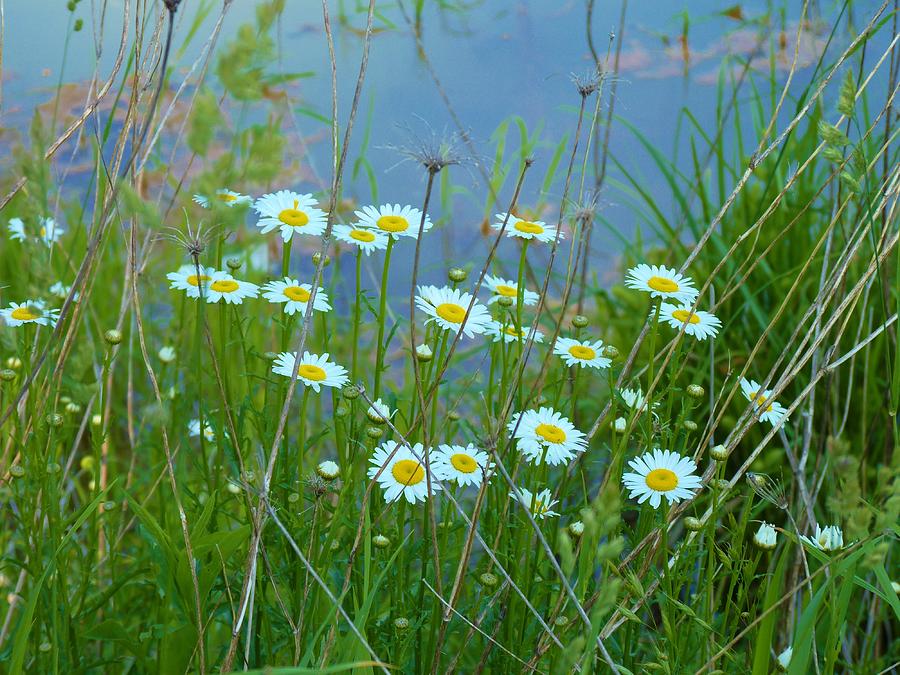 Daisies by the Lake Photograph by Jeanette Oberholtzer