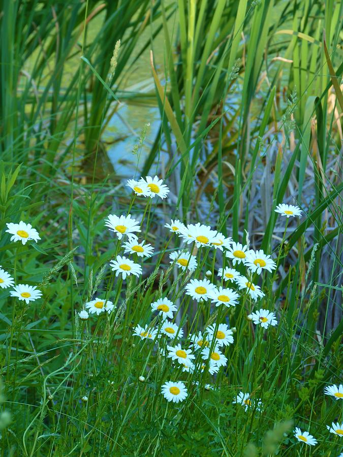 Daisies by the Lake No. 2 Photograph by Jeanette Oberholtzer