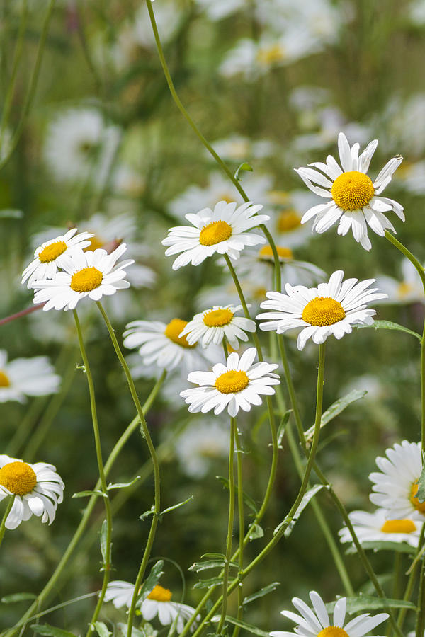Spring Photograph - Daisies by Chris Smith