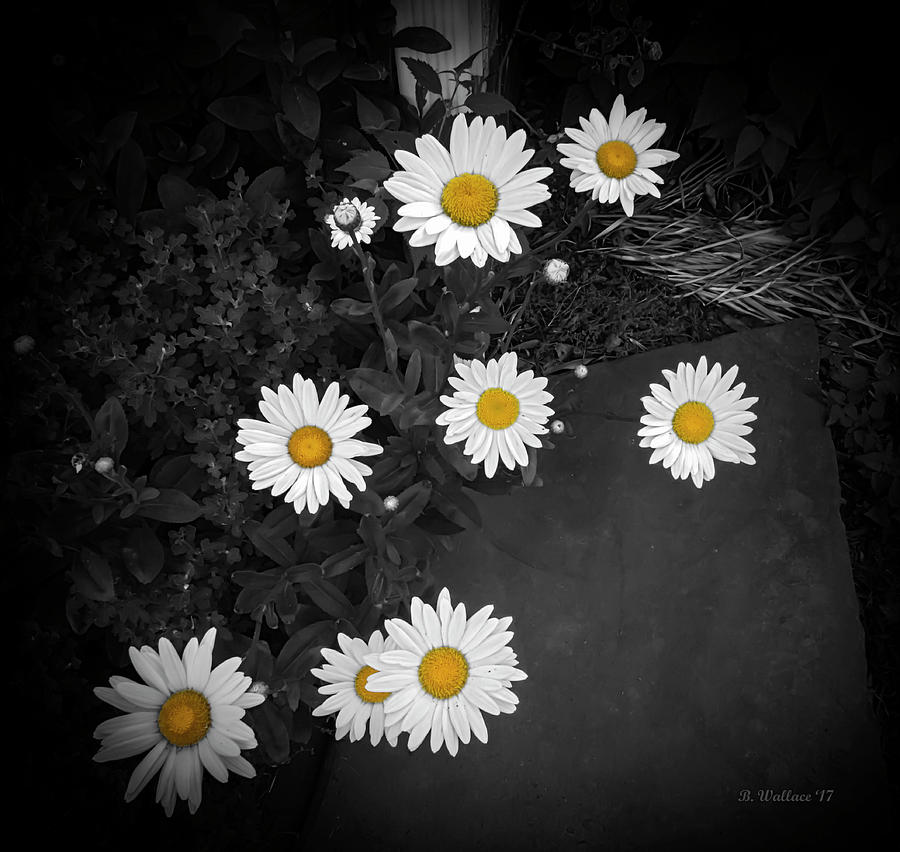 Daisies - Color Select Photograph by Brian Wallace